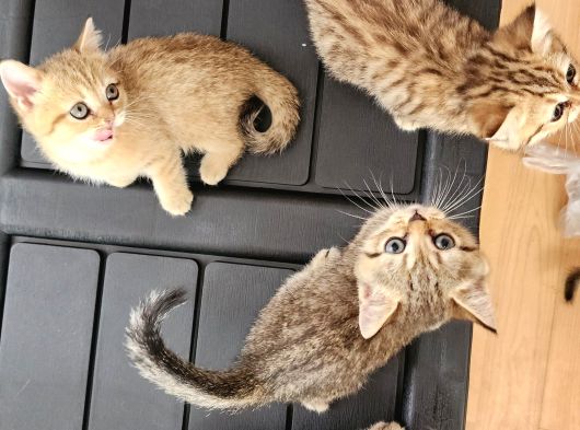 British Shorthair Oyuncu Yavrular görsel