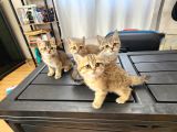 British Shorthair Oyuncu Yavrular