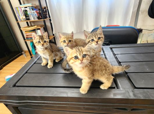 British Shorthair Oyuncu Yavrular