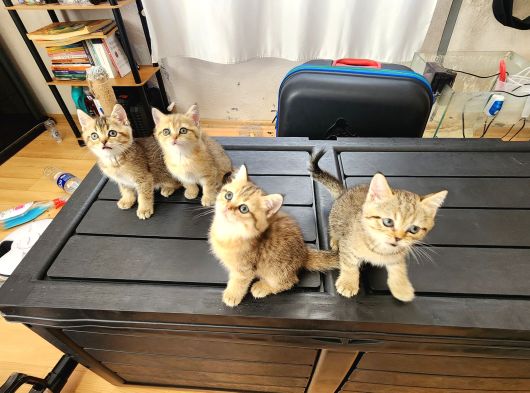 British Shorthair Oyuncu Yavrular görsel