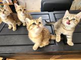 British Shorthair Oyuncu Yavrular