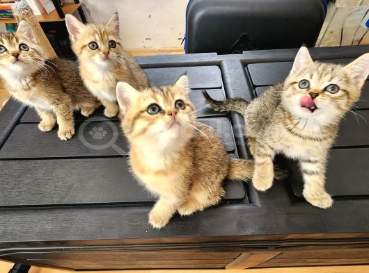 British Shorthair Oyuncu Yavrular görsel