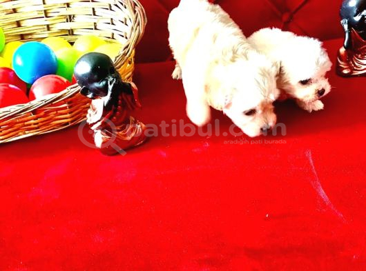 Mini Boy Maltese Yavrularımız görsel