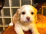 Ev Doğumu Maltipoo Yavrularımız