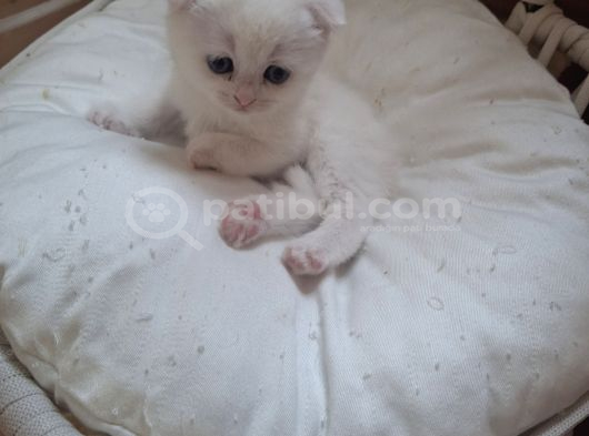 Masumiyet Perisi Çok Uyguna Safkan Çok Sağlıklı Mutlu Kartopları görsel