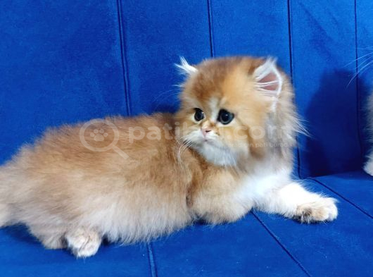 Irkının En Güzelleri Longhair Gold Ve Blue Gold Yavrularımız görsel
