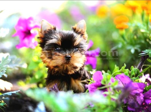 Petmode Köpek Çiftliğinde Ziyarete Açık Tea Cup Yorkshire görsel