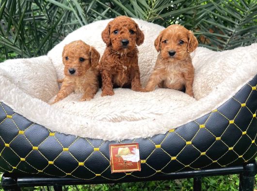 Kahve Tonlu Malti̇poo Ci̇nsi̇ Yavrular görsel