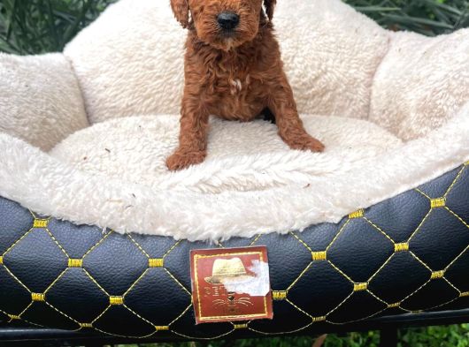 Kahve Tonlu Malti̇poo Ci̇nsi̇ Yavrular görsel