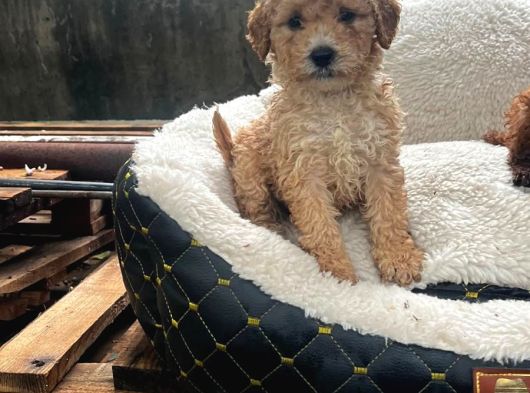 KAHVE TONLU MALTİPOO CİNSİ YAVRULAR