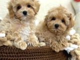 Kahve Tonlu Malti̇poo Ci̇nsi̇ Yavrular