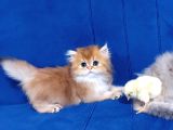 Irkının En Güzelleri Longhair Gold Ve Blue Gold Yavrularımız