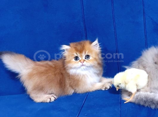 Irkının En Güzelleri Longhair Gold Ve Blue Gold Yavrularımız