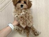 Malti̇poo Ci̇nsi̇ Yavrular Ev Üreti̇mi̇