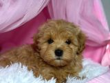 Malti̇poo Ci̇nsi̇ Yavrular Ev Üreti̇mi̇