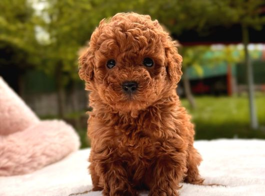 Toy Poodle Sevi̇mli̇ Yavrular Ev Üreti̇mi̇ görsel