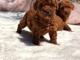Toy Poodle Sevi̇mli̇ Yavrular Ev Üreti̇mi̇