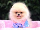Pomerri̇an Boo Sevi̇mli̇ Yavrular
