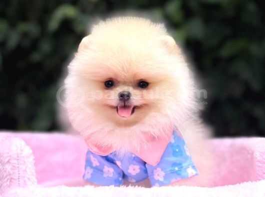 POMERRİAN BOO SEVİMLİ YAVRULAR