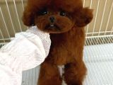 Yavru Ve Yetişkin Toy Poodle Korea