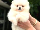 Pomerri̇an Boo Sevi̇mli̇ Yavrular