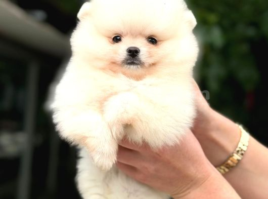 POMERRİAN BOO SEVİMLİ YAVRULAR