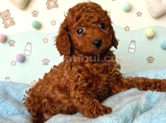 TOY POODLE SEVİMLİ YAVRULAR EV ÜRETİMİ