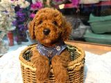 Kore Poodle Bebekler