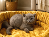 Mükemmel Güzellikte British Shorthair Yavrularımız
