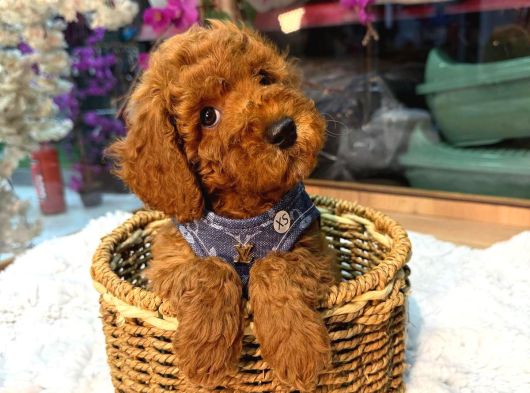 Kore poodle bebekler