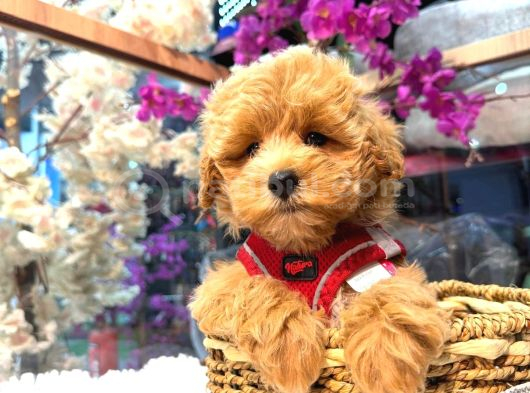 Kore Maltipoo Cocuklar