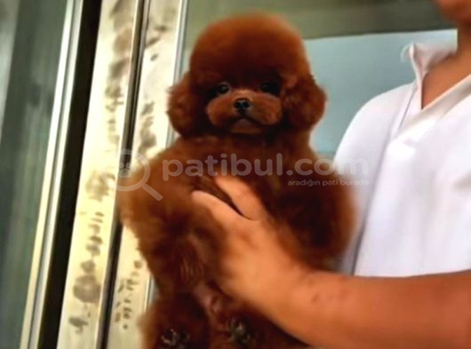 Yavru ve yetişkin toy poodle korea