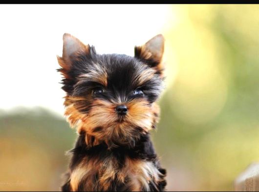Petmode Köpek Çiftliğinde Ziyarete Açık Tea Cup Yorkshire görsel