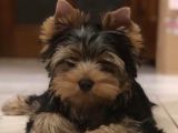 Petmode Köpek Çiftliğinde Ziyarete Açık Tea Cup Yorkshire