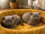 Mükemmel Güzellikte British Shorthair Yavrularımız