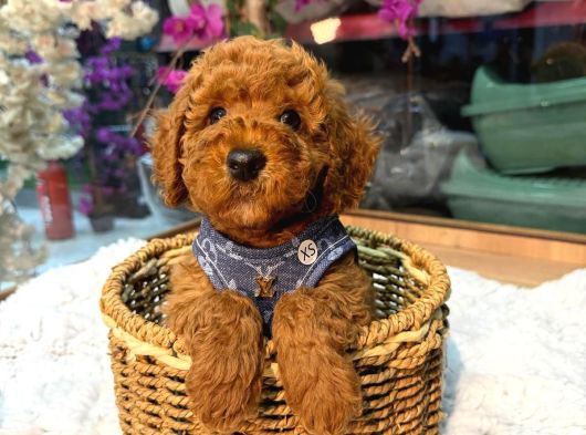 Kore Poodle Bebekler görsel