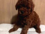 Çok Özel Red Brown Toy Poodle Yavrularimiz