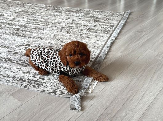 Toy Poodle Dişi görsel