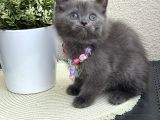 British Shorthair Yavrular