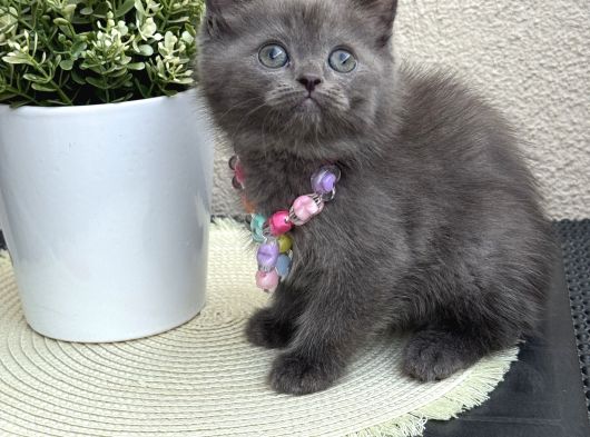 British Shorthair Yavrular görsel