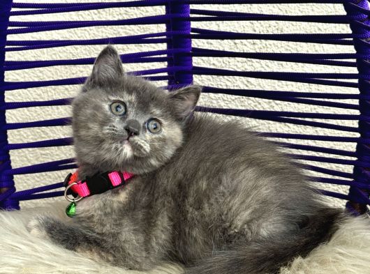 British Shorthair Yavrular