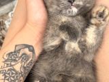 British Shorthair Yavrular