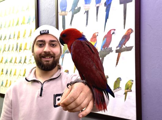 Kirmizi Eği̇ti̇mli̇ Evci̇l Eclectus Papağanimiz görsel
