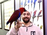Kirmizi Eği̇ti̇mli̇ Evci̇l Eclectus Papağanimiz
