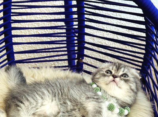 Scottish Fold Silver görsel