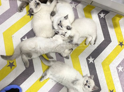 Shorthair Blupoi̇nt Yavrularimiz görsel