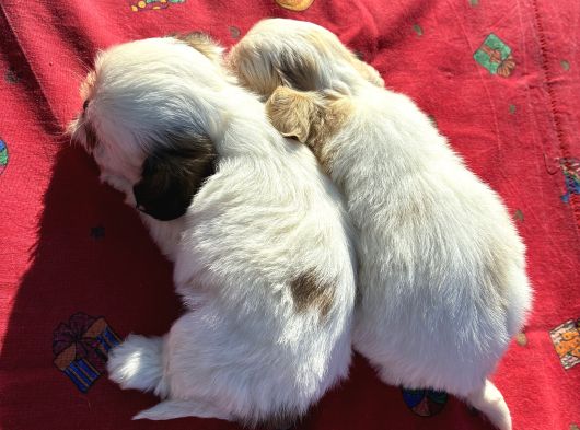 Shi̇h Tzu Kizlar görsel