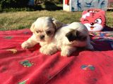 Shi̇h Tzu Kizlar