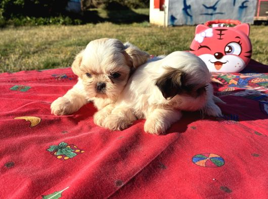 SHİH TZU KIZLAR