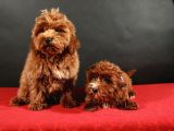 14 Şubat Doğumlu Malti̇poo Yavrular